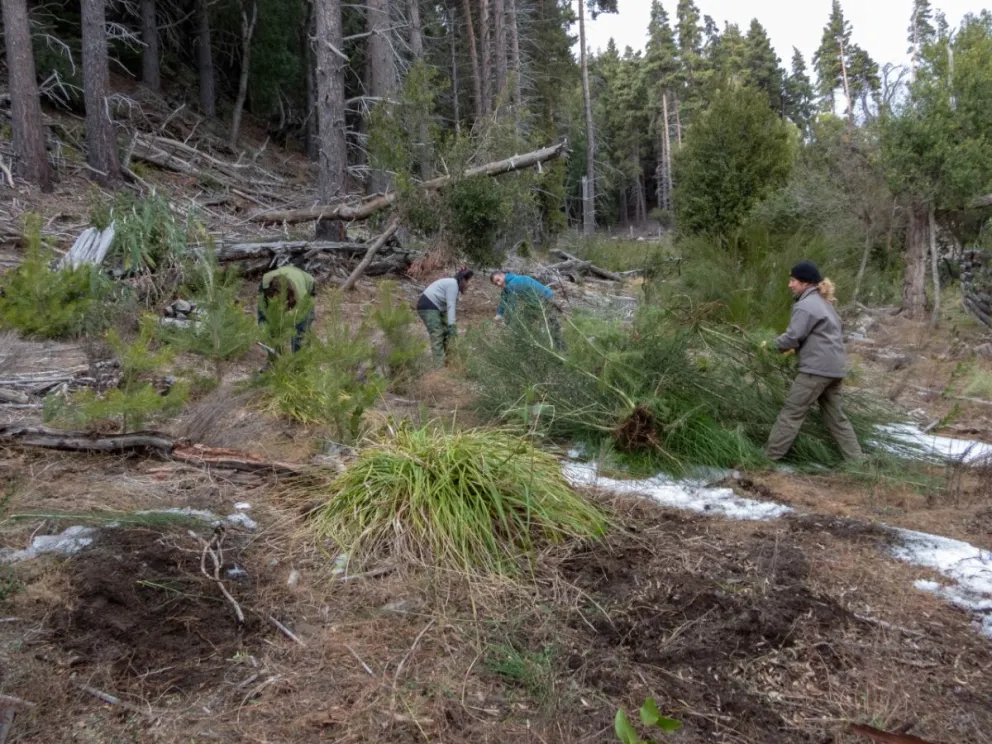 Restauran una zona de la isla Victoria invadida por flora exótica