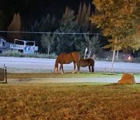 Identificaron a la dueña del caballo suelto: le habían realizado 10 infracciones