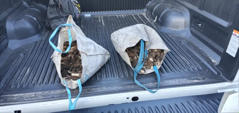Infraccionaron a personas de El Bolsón por extraer morillas del Cañadón de la Mosca