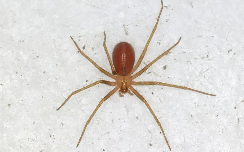Preocupación en Río Negro por picaduras de la araña del rincón