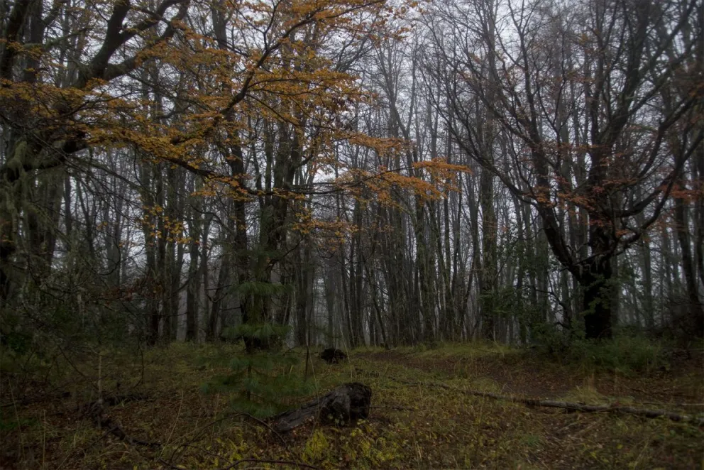 Lanzan una petición para salvar las leyes ambientales 