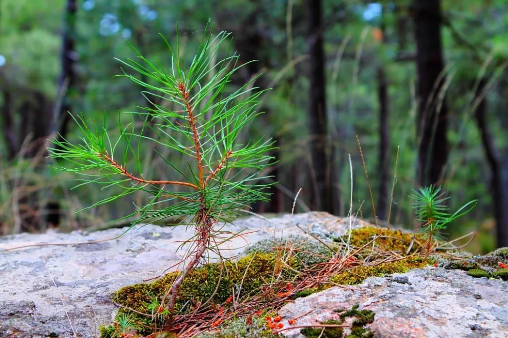 Se realizará una jornada para extraer pinos camino a cerro Catedral