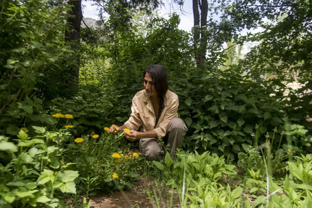 Hierbas y plantas, las aliadas infaltables para la salud