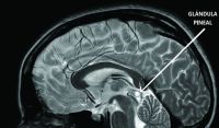 ¿Qué función cumple la glándula pineal en nuestro cerebro?