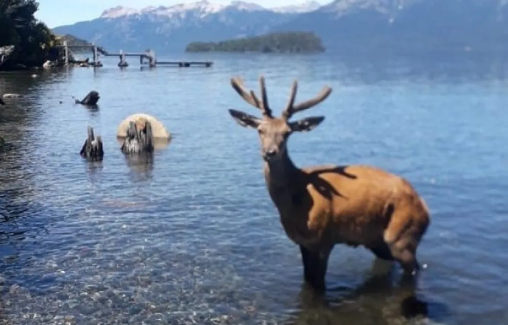 Sorpresa por un "ciervo nadador" en un lago de la región