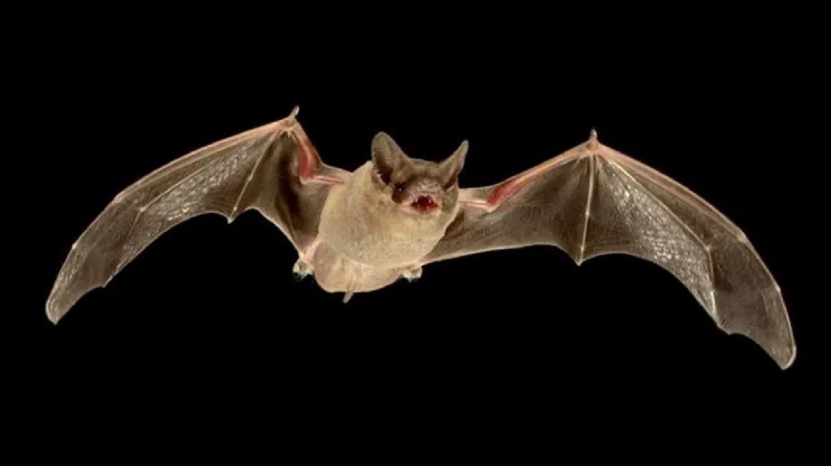 Apareció un murciélago con rabia y piden reforzar las vacunas en mascotas