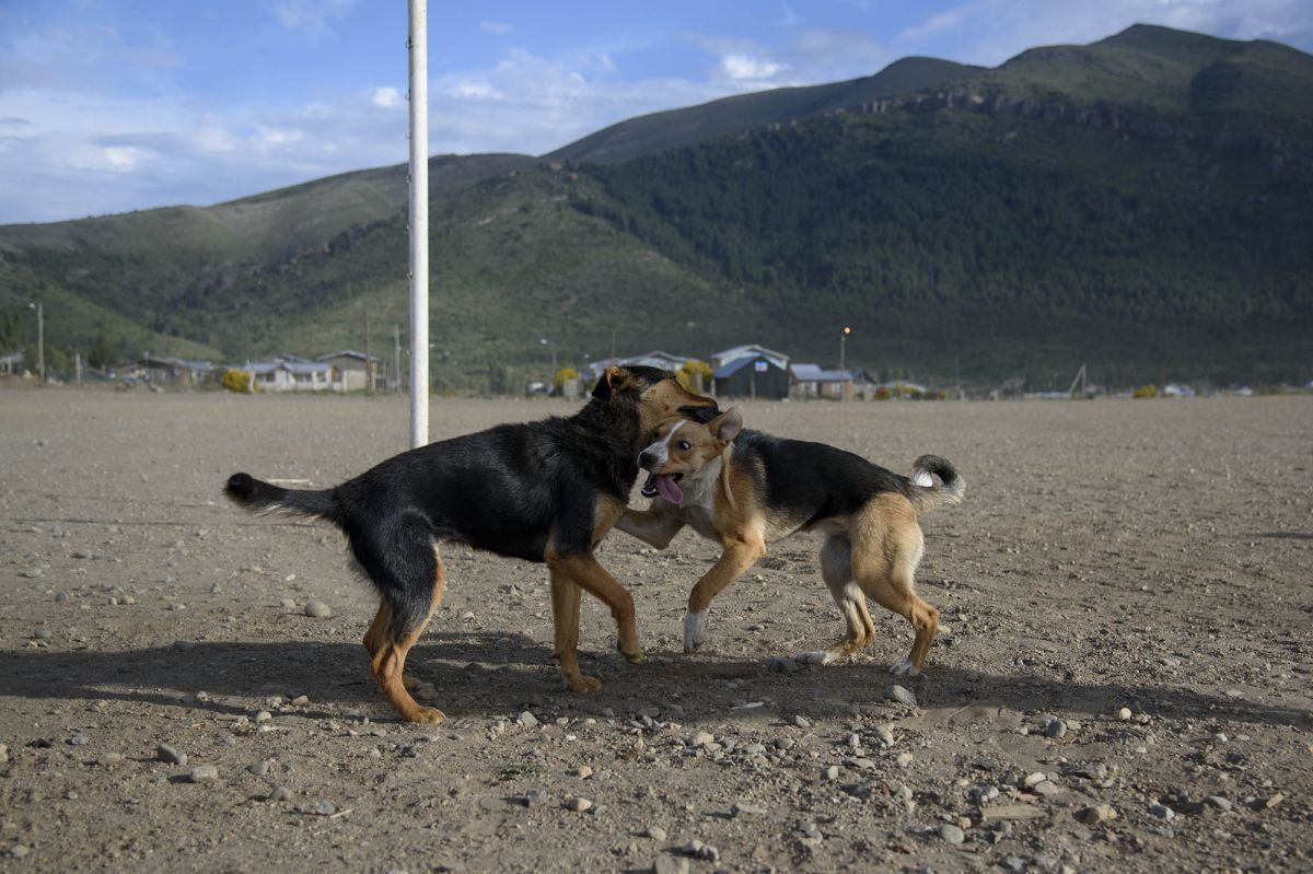 Cuidado responsable de animales: una política de salud pública