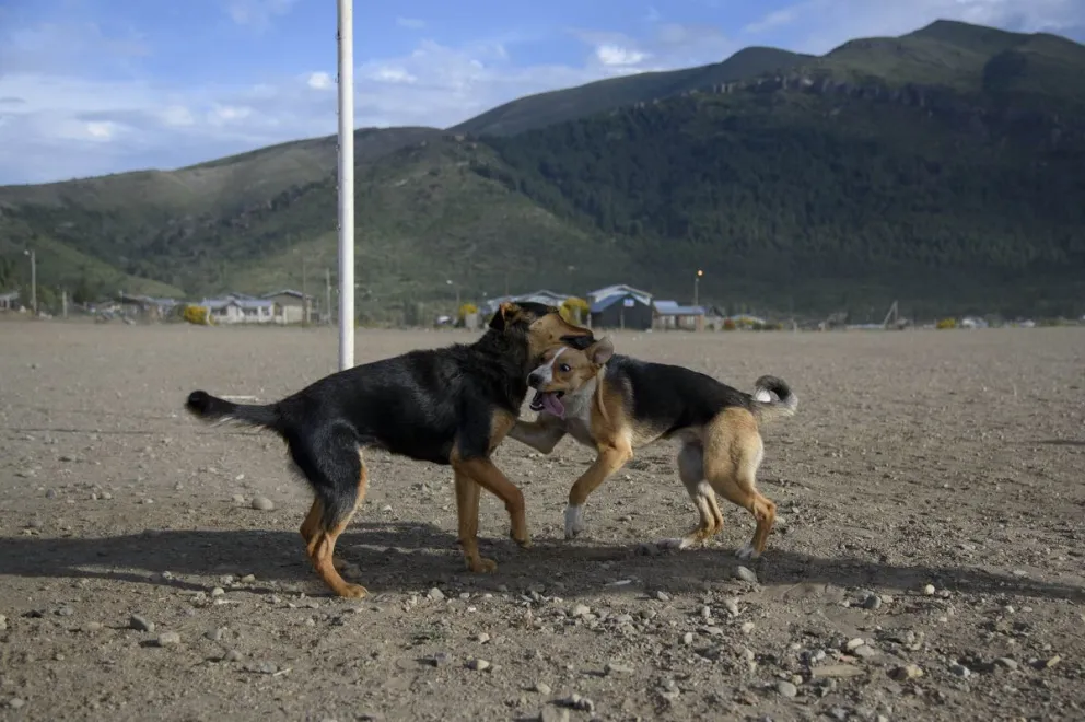 El operativo se realizó en Nahuel Hue, al igual que en el barrio Unión. Foto ilustrativa: Marcelo Martínez