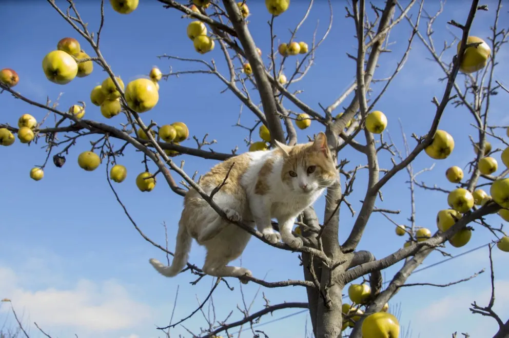 El envenenamiento puede producirse de forma intencional o accidental, principalmente por la exposición a cebos tóxicos. Foto: Marcelo Martínez.