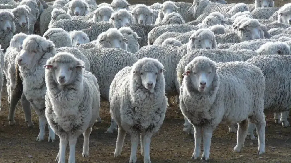 Un programa destinado a pequeños y medianos productores de lana ovina