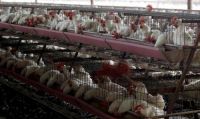 Declaran la emergencia agropecuaria por gripe aviar 