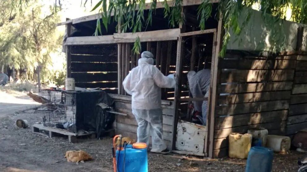 Se confirmó un caso de gripe aviar en Río Negro
