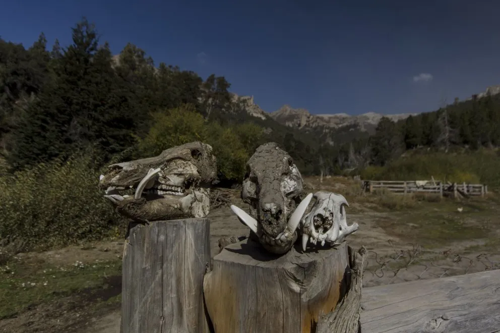 Caza deportiva: una forma de cuidar las especies nativas del Parque Nacional