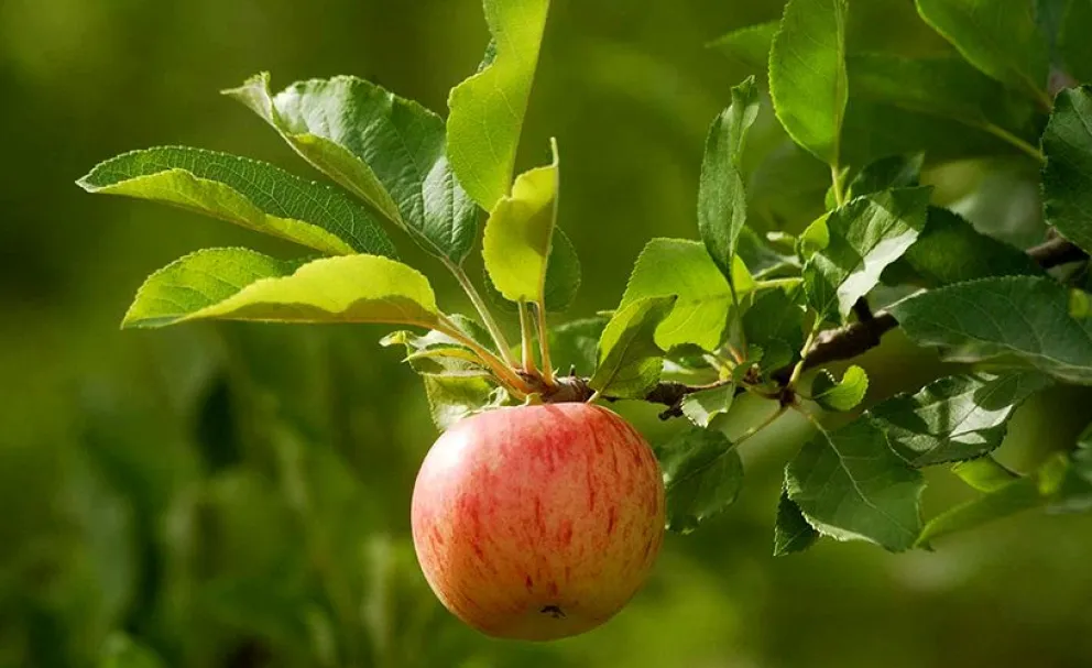 Denuncian el uso de plaguicidas en la producción de pollos y frutas de la región 