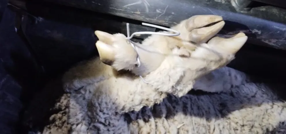 Llevaban cuatro ovejas vivas en un vehículo y fueron sorprendidos en un control policial