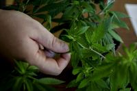 Cada vez más personas optan por el uso del cannabis terapéutico en sus procesos de salud