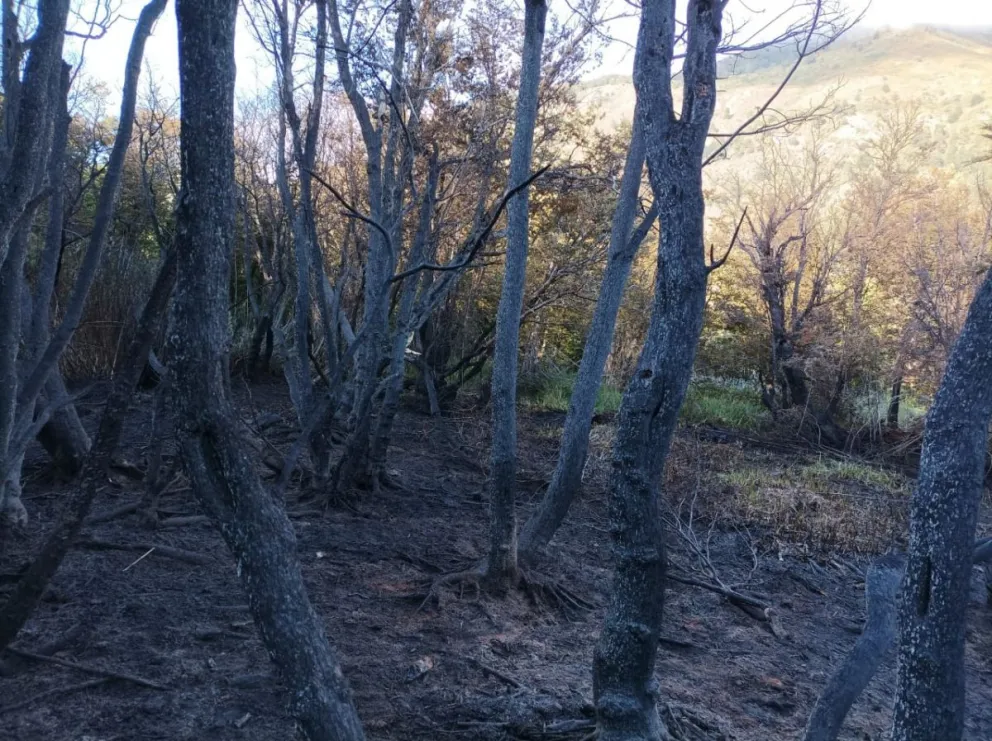 Incendio en una zona no habilitada para acampar del lago Guillelmo
