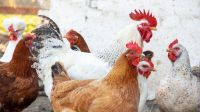 Confirmaron un nuevo caso positivo de influenza aviar en aves de corral
