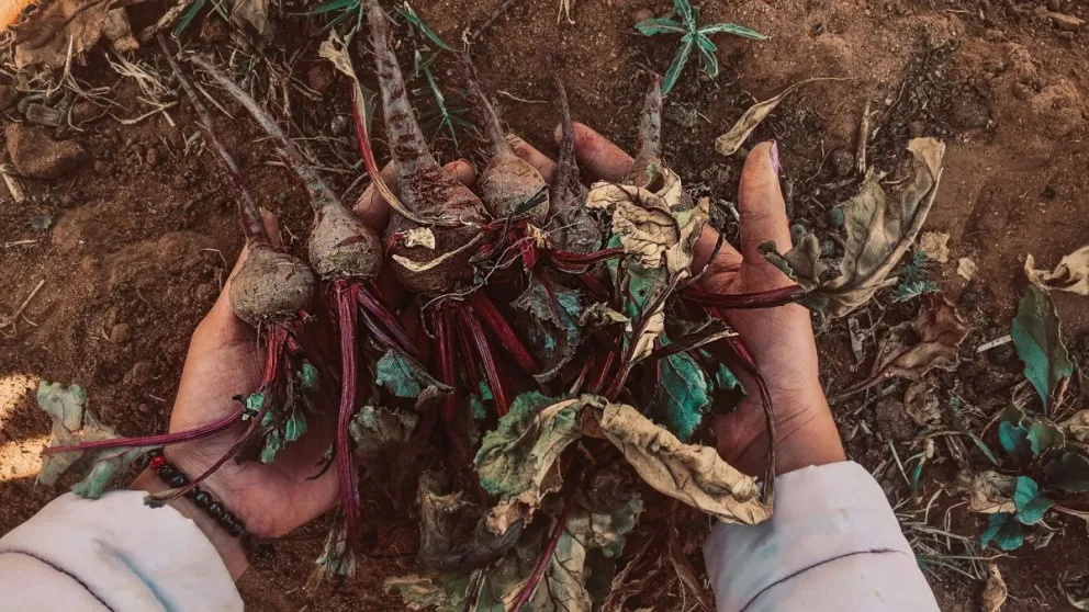 Día Mundial del Agua: brindarán charlas y talleres de compostaje gratuitos
