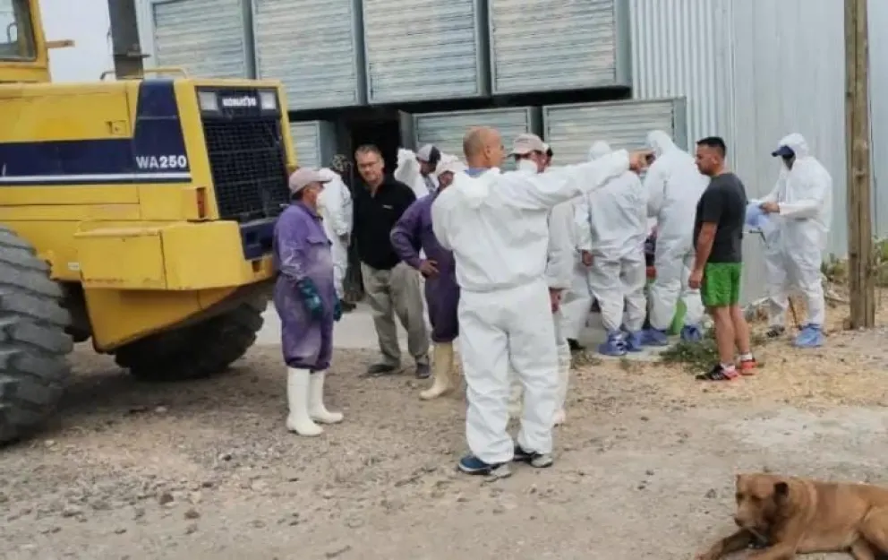 Brigadistas del Splif vacían galpones de pollos por la gripe aviar