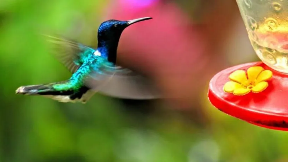 La importancia de la alimentación de los picaflores