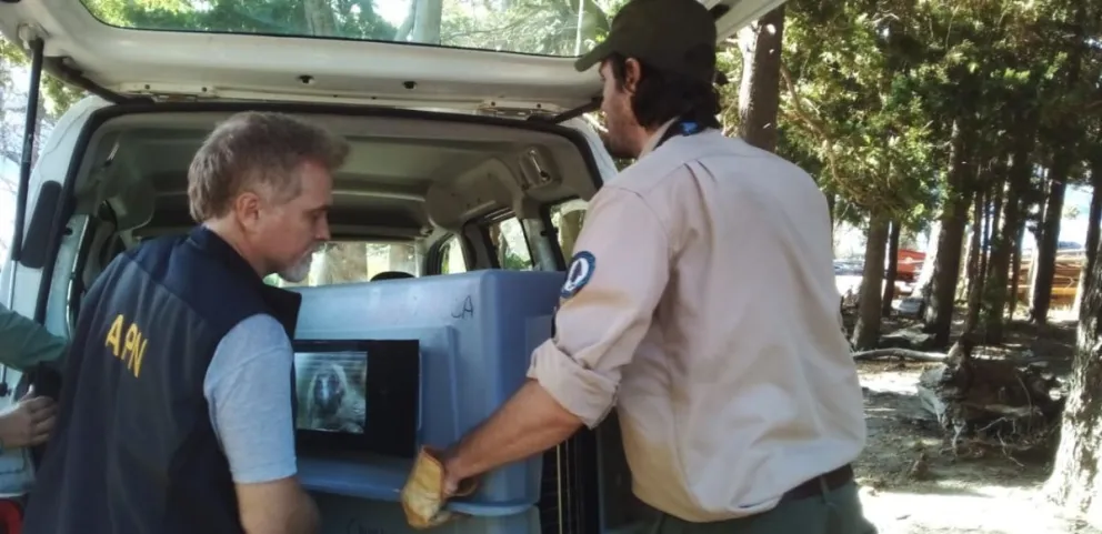 Trasladaron a Temaikén al cóndor encontrado en el lago Traful