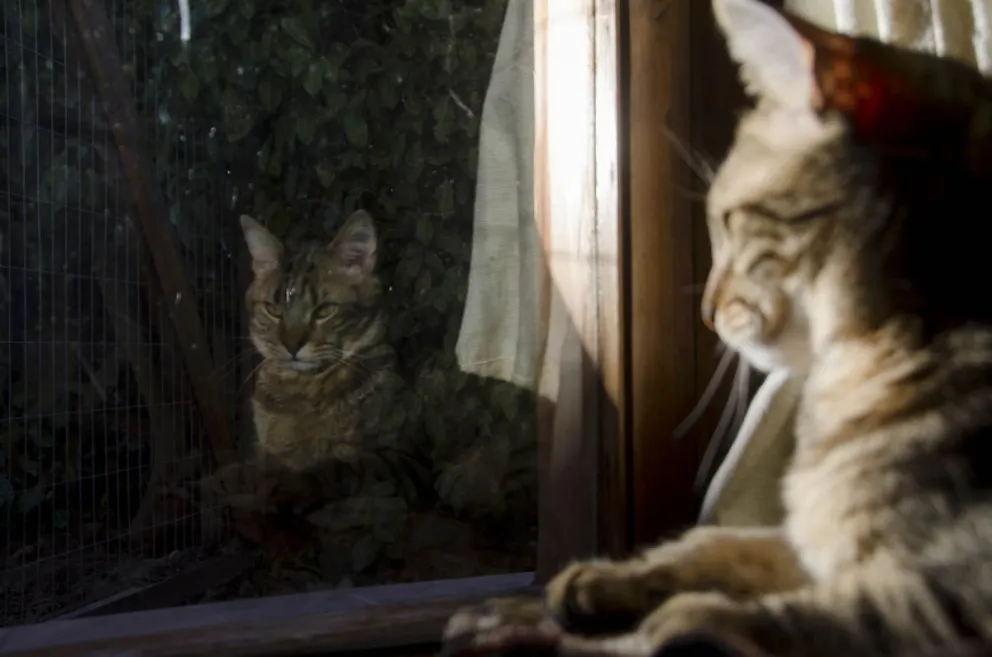 Se realizará una campaña de vacunación animal este sábado
