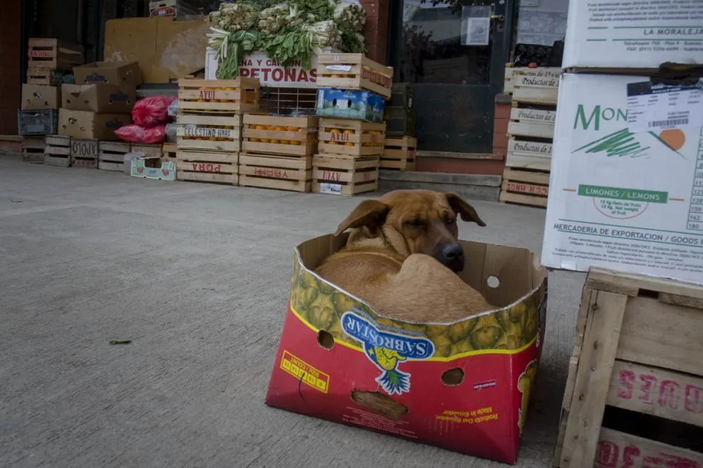 Denuncian “vaciamiento” en el área de Sanidad Animal