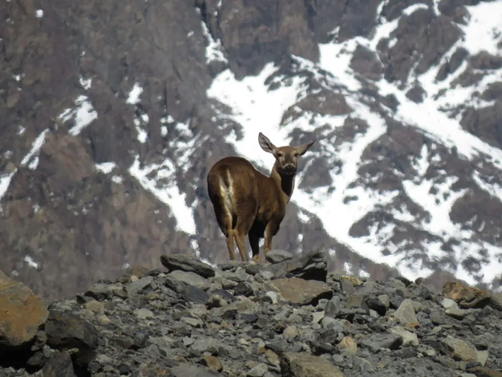 El huemul, una especie en peligro de extinción