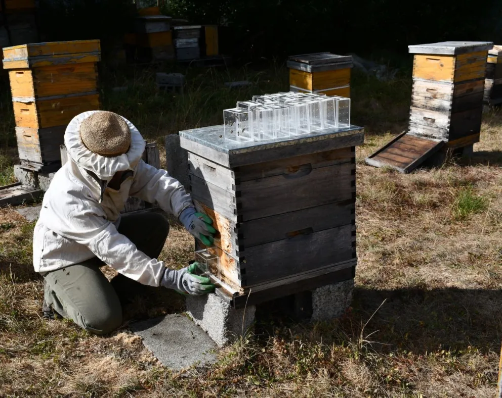 Profesionales del INIBIOMA y la UNCo seleccionados en la convocatoria Apicultura resiliente