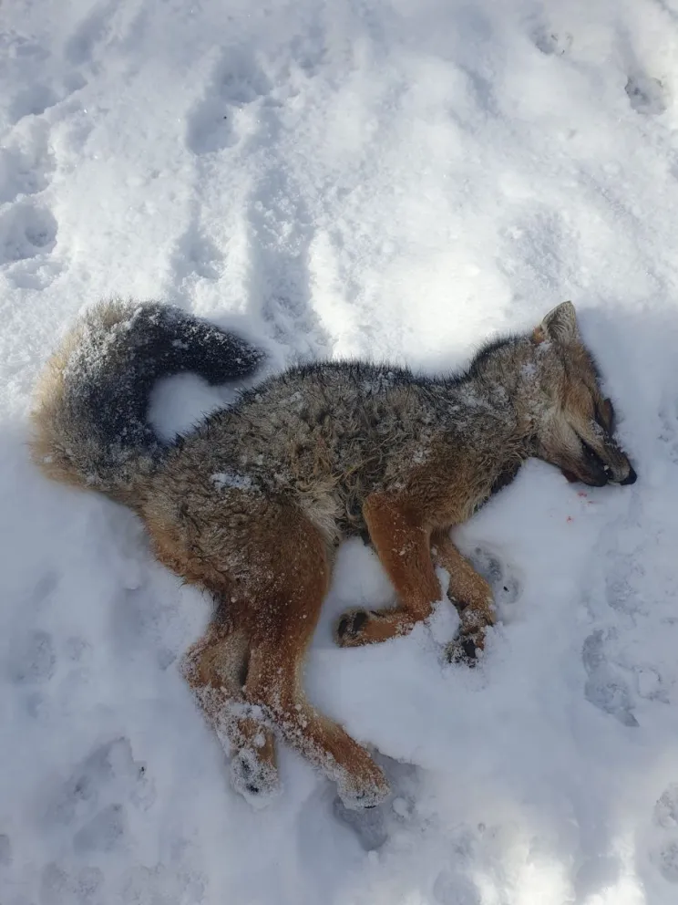 Animales muertos, una de las consecuencias de llevar perros a la montaña