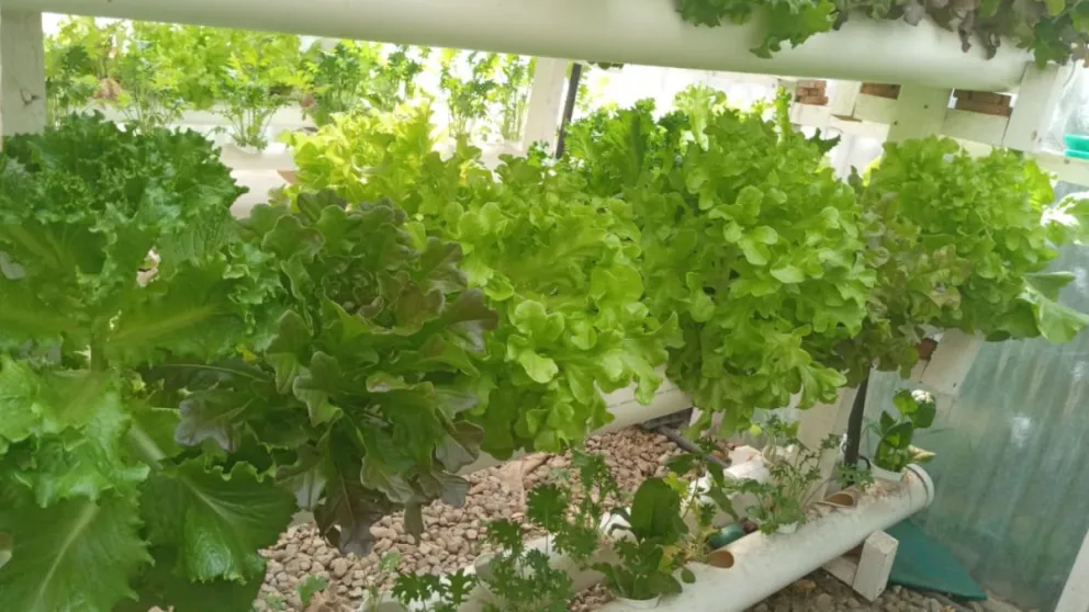 Hidroponía, el sistema de cultivo en auge con menor impacto en el ambiente