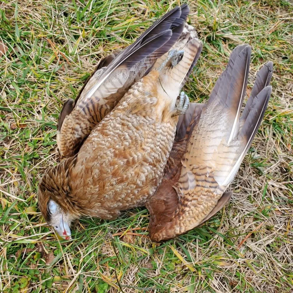 Preocupación por animales muertos en el barrio Costa del Sol